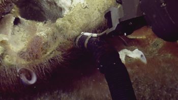 Media type: image;   Invertebrate Zoology 153120 Description: live specimen;